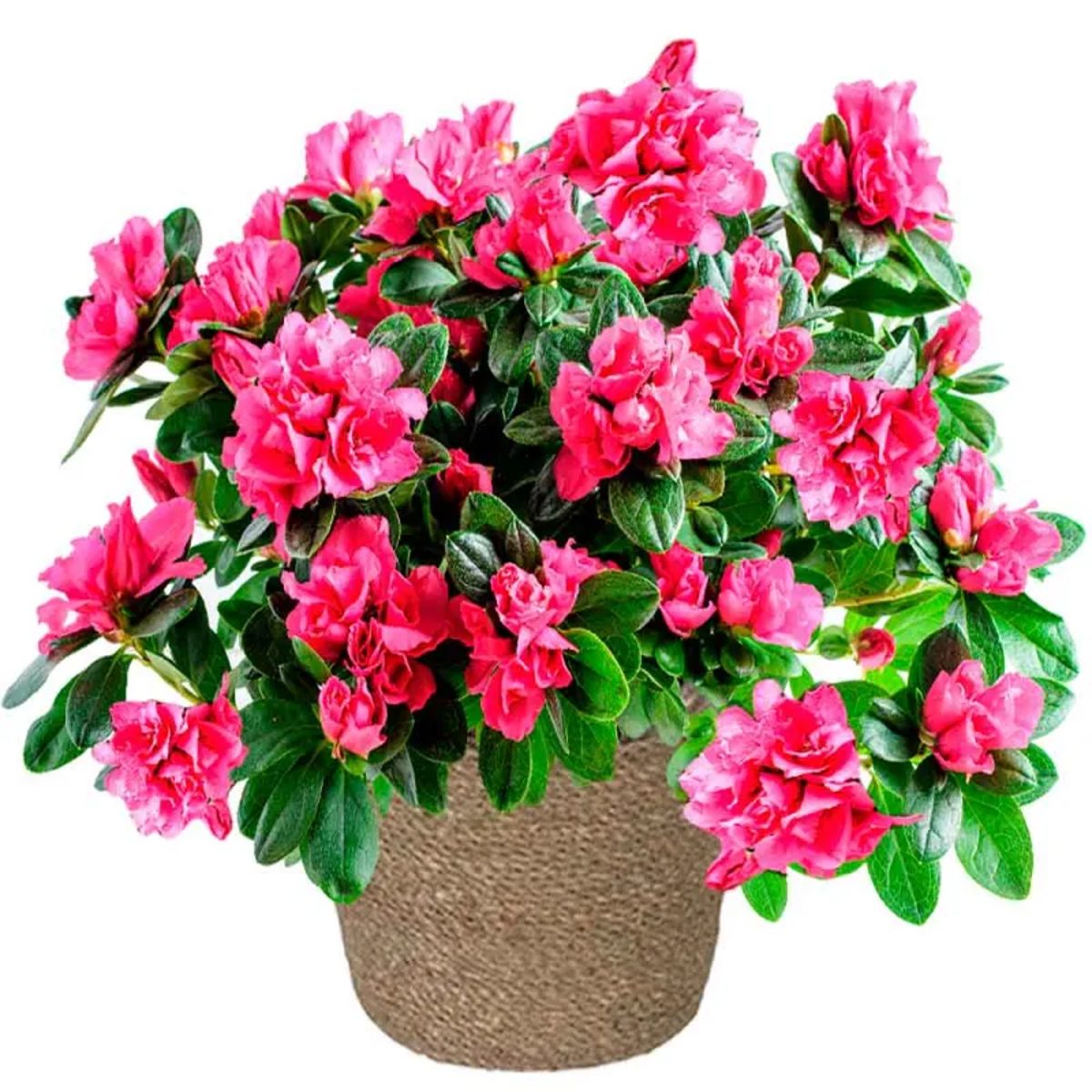 Envío de plantas de azalea a domicilio en Madrid capital.