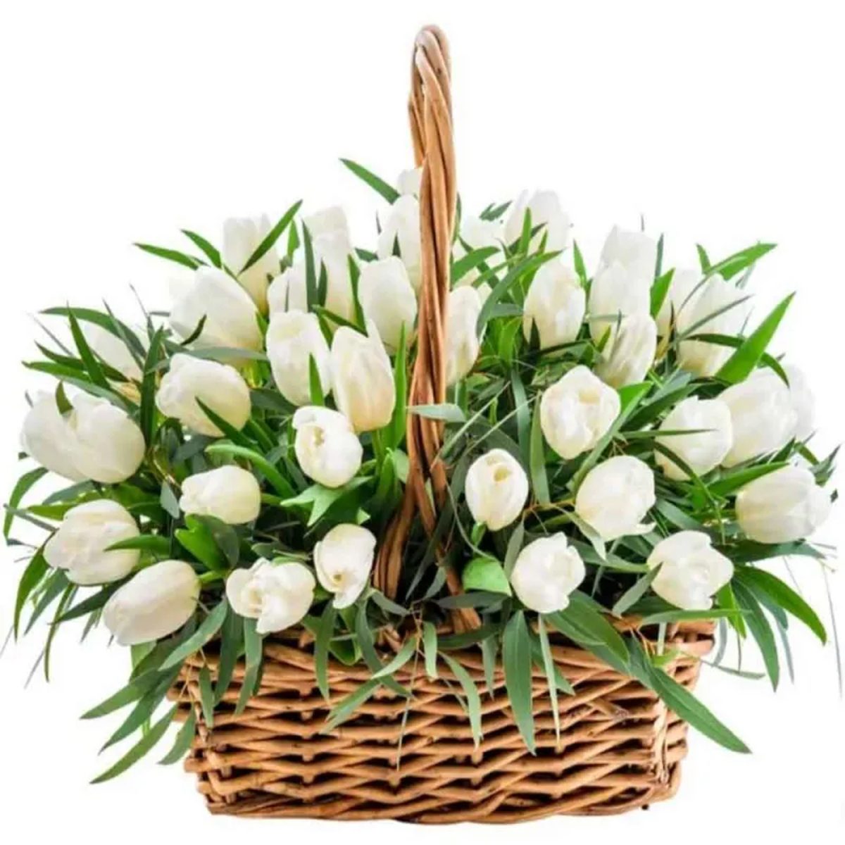 Comprar cesta de tulipanes blancos en Madrid