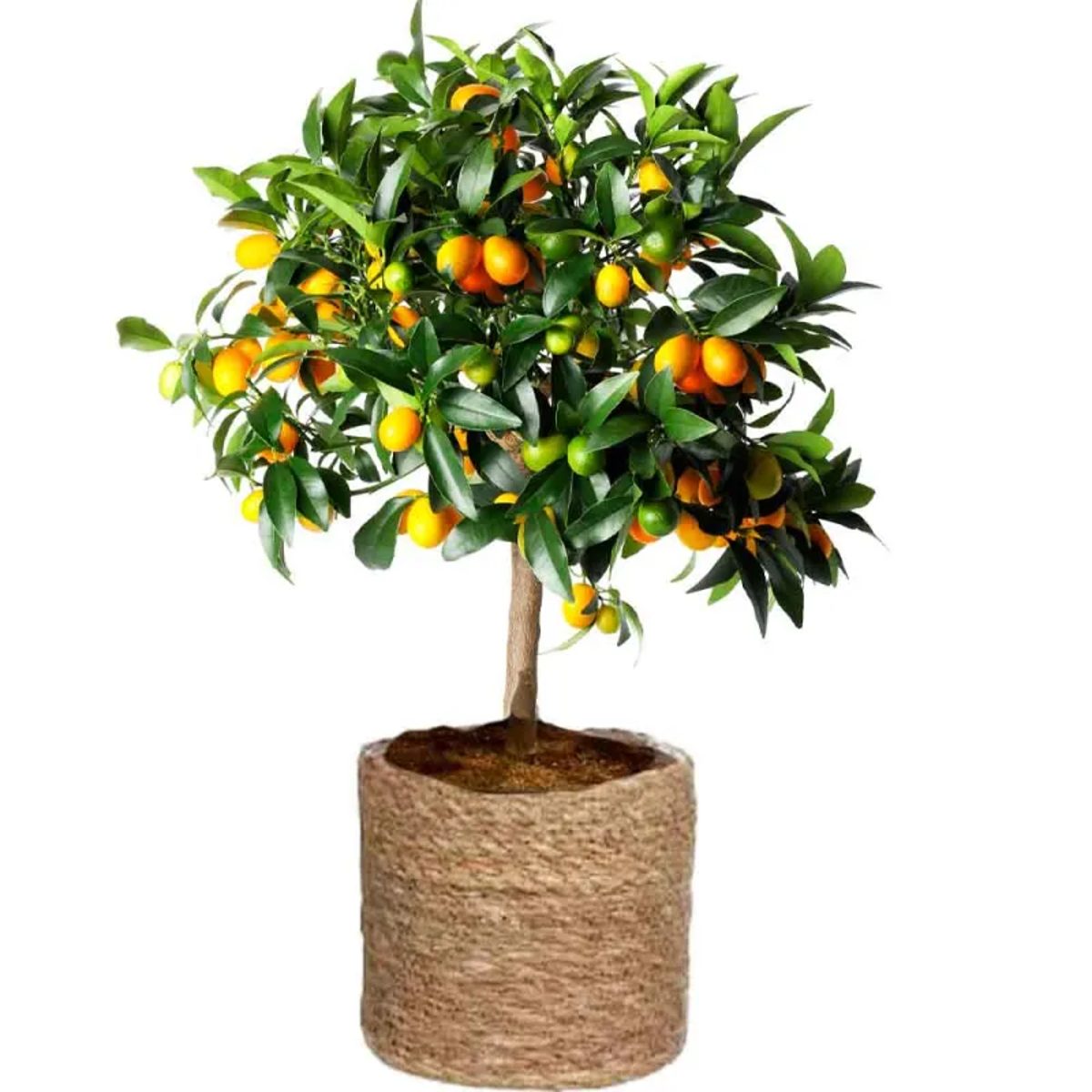 Venta de kumquat a domicilio.