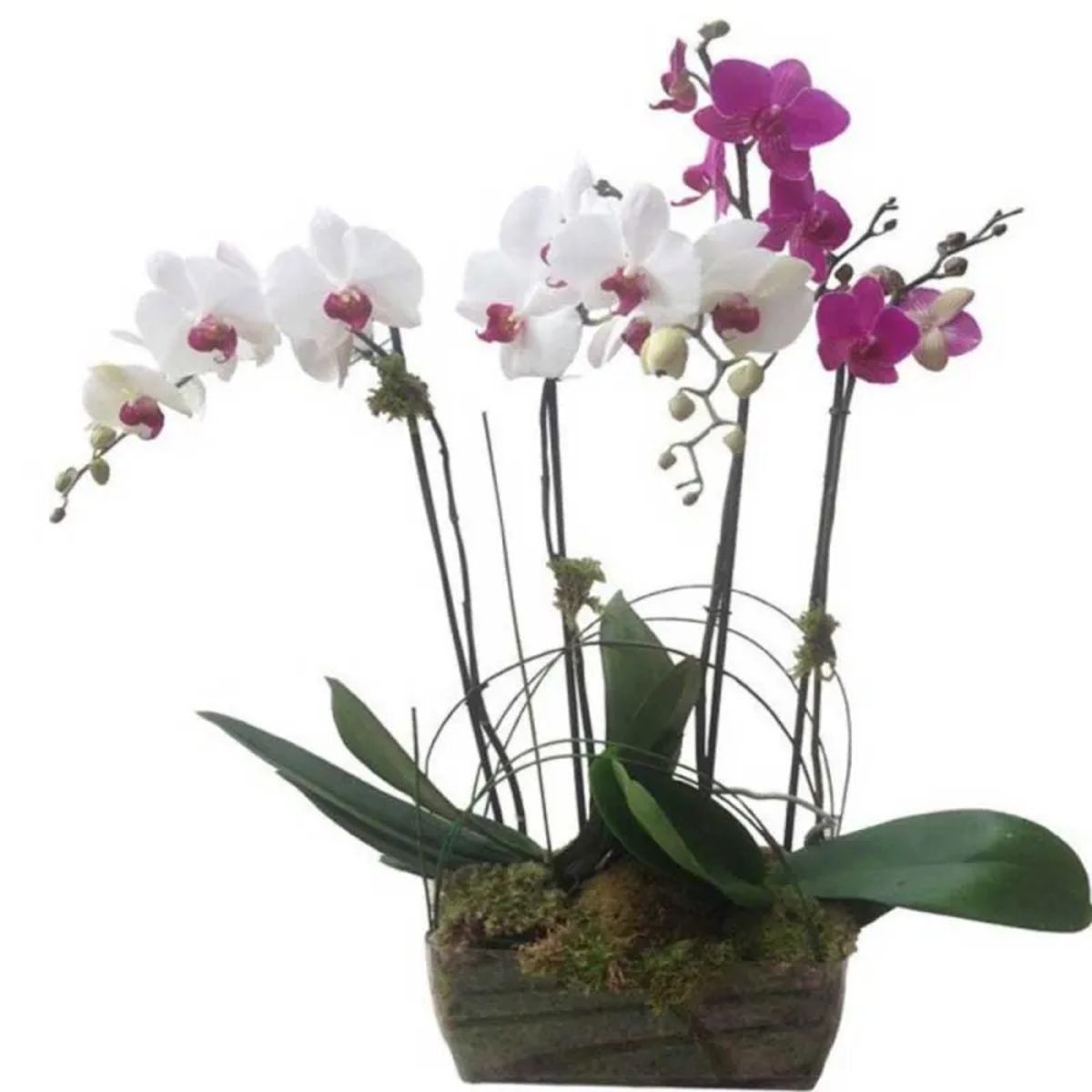 Venta de orquídeas en Madrid.