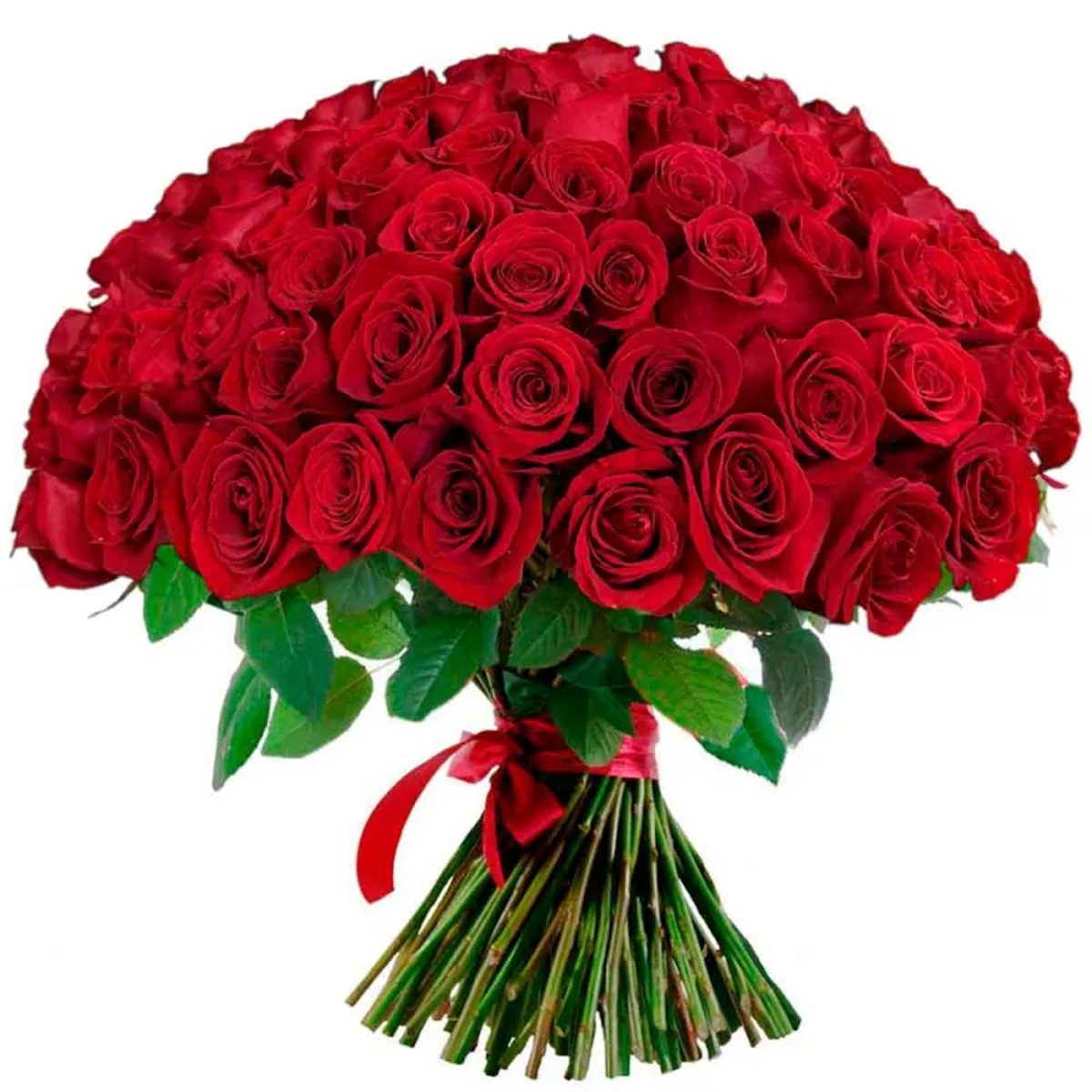 Enviar 100 rosas rojas a domicilio en Madrid.