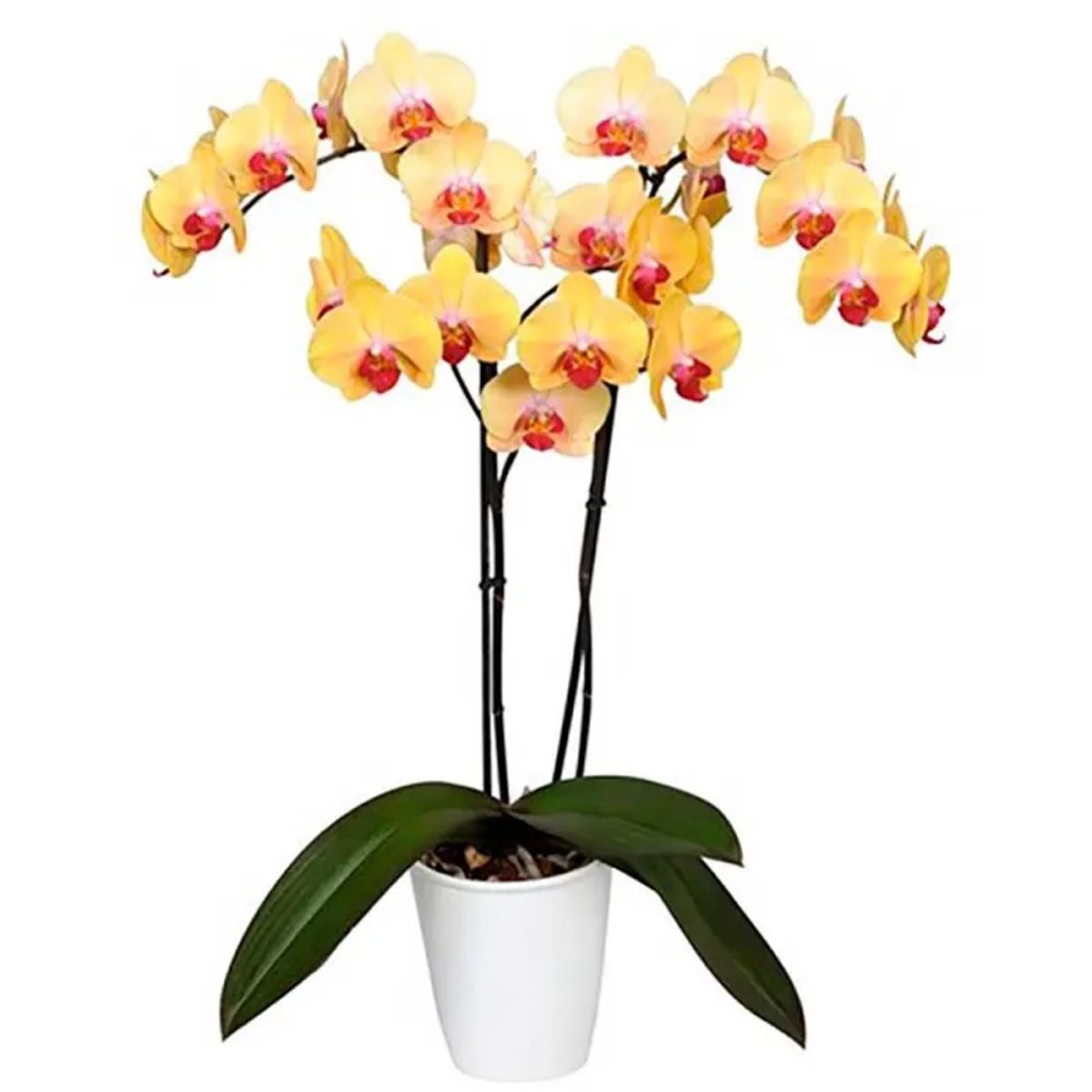 Orquídea phalaenopsis amarilla a domicilio en Madrid