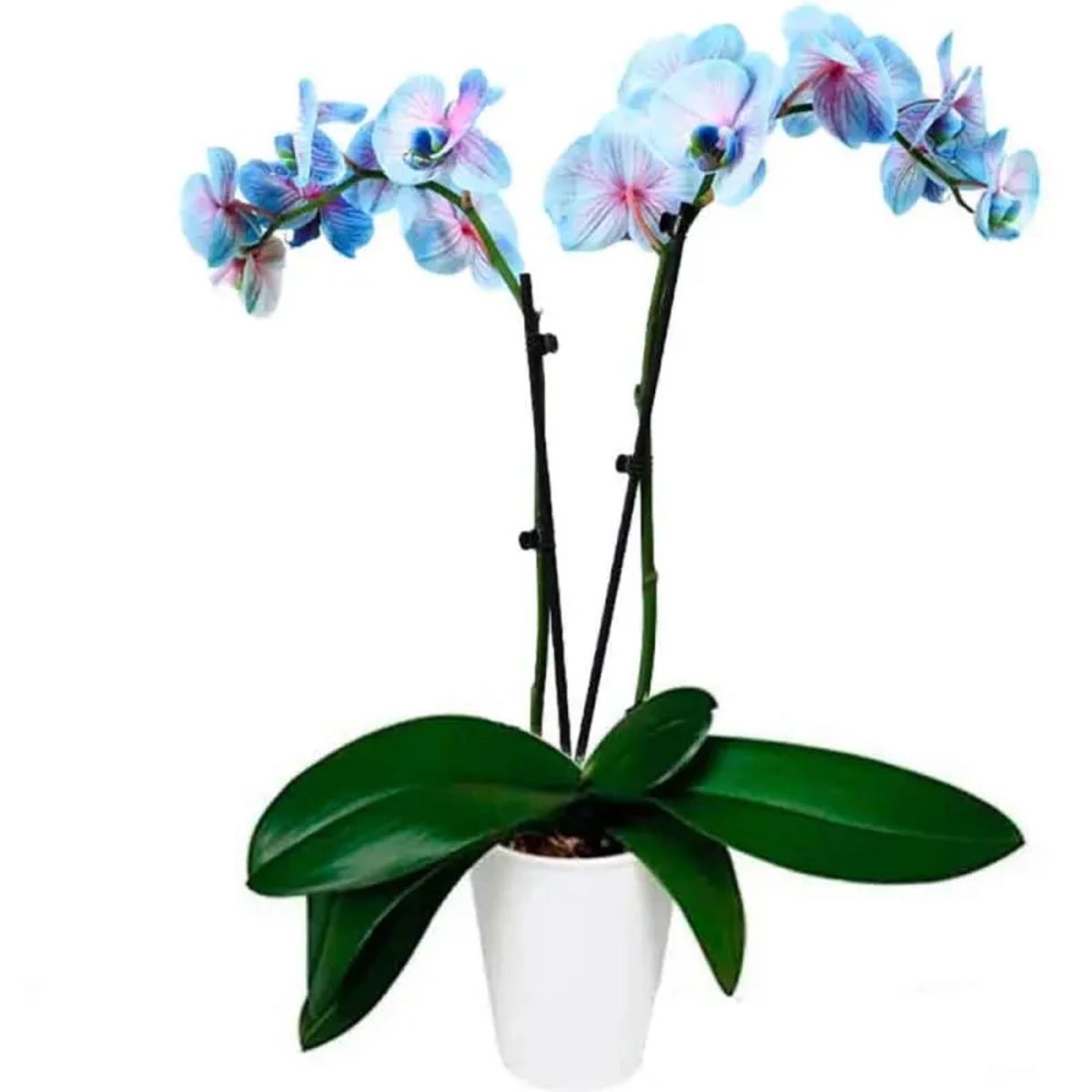 Orquídeas azules a domicilio en Madrid