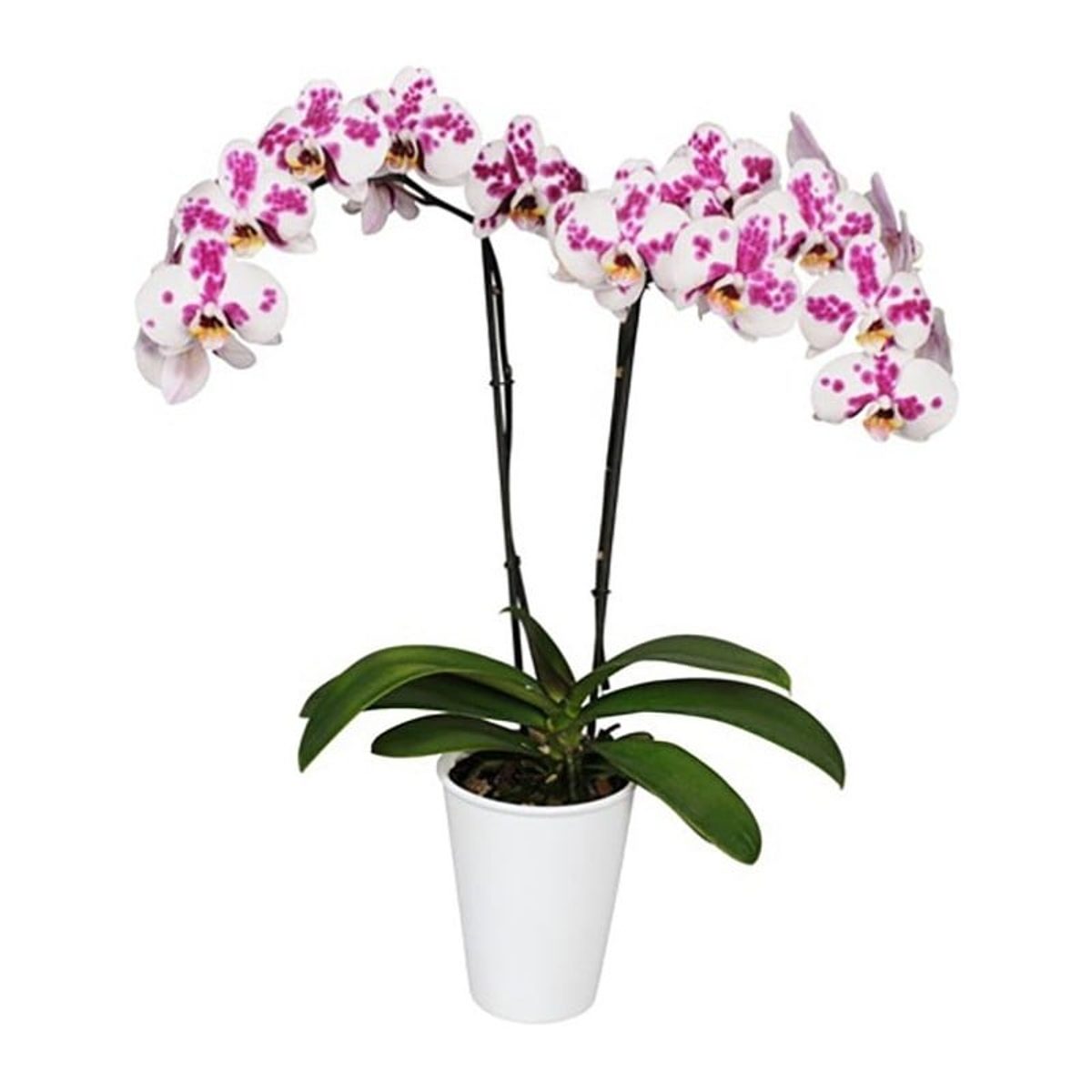 Orquídea phalaenopsis Moteada