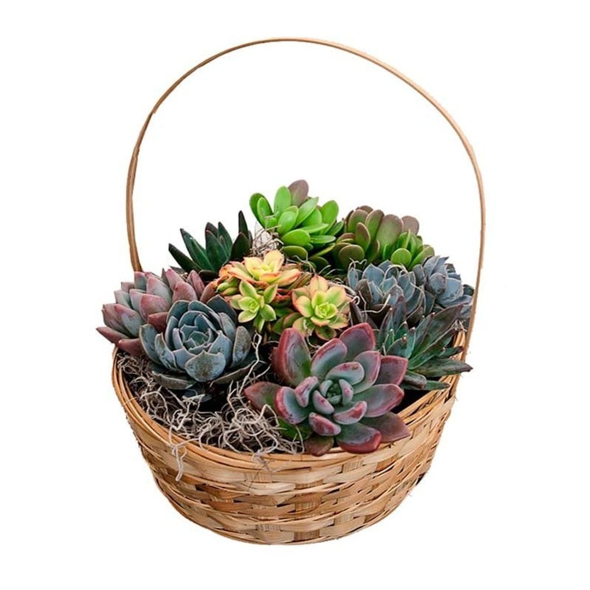Cesta de plantas crasuláceas a domicilio en Madrid.