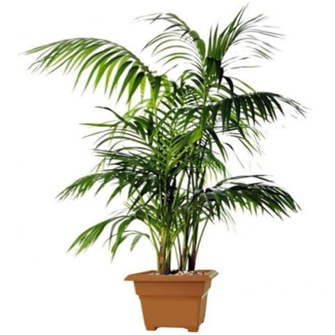 Kentia  Howea fosteriana 