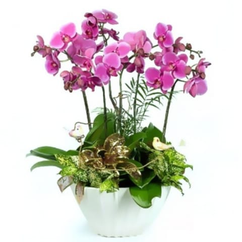 Centro de 3 orquídeas phalaenopis de 2 varas de flor