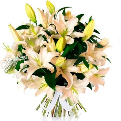 Lilium Oriental Blanco