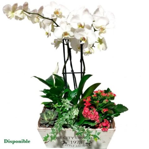 Cesta de plantas Moncloa
