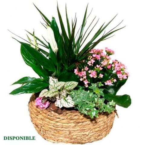 Enviar cestas de plantas a domicilio en la ciudad de Madrid. España