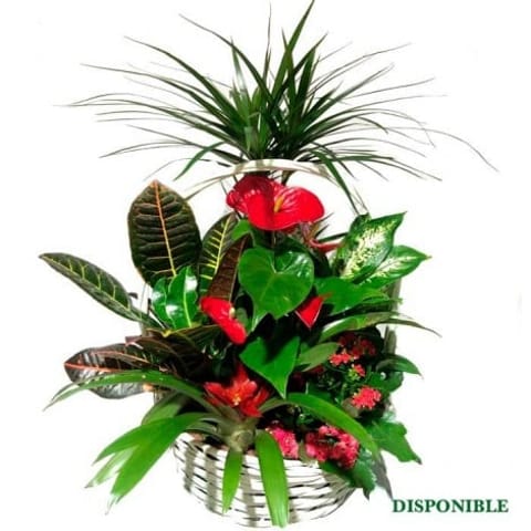 Cesta de plantas Manila