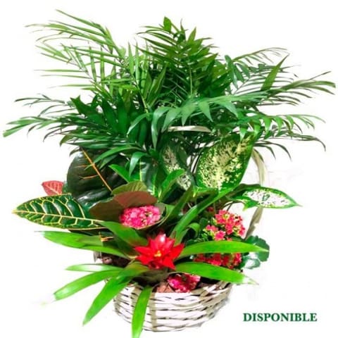Plantas de interior a domicilio en Madrid