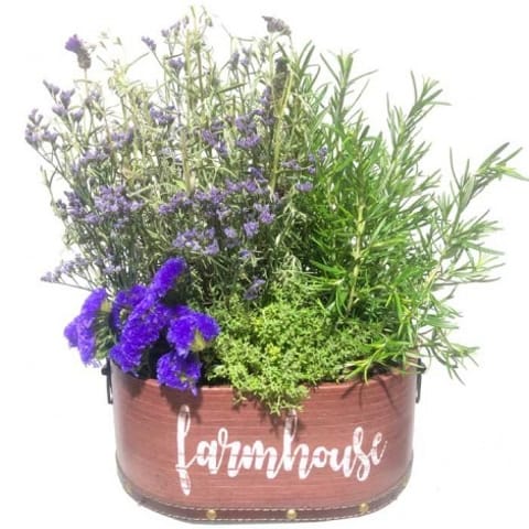 Cesta de plantas aromáticas