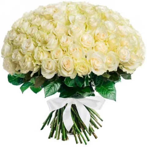 100 Rosas Blancas