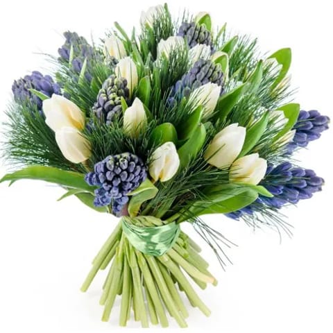 Envío de tulipanes blancos y jacintos azules a domicilio en Madrid.