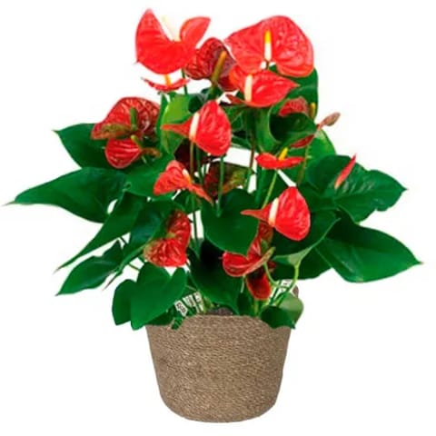 Planta de anthurium a domicilio en Madrid.