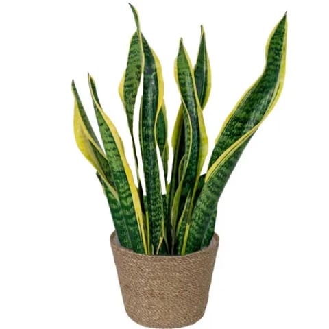 Plantas de Sansevieria Laurentii a domicilio en Madrid