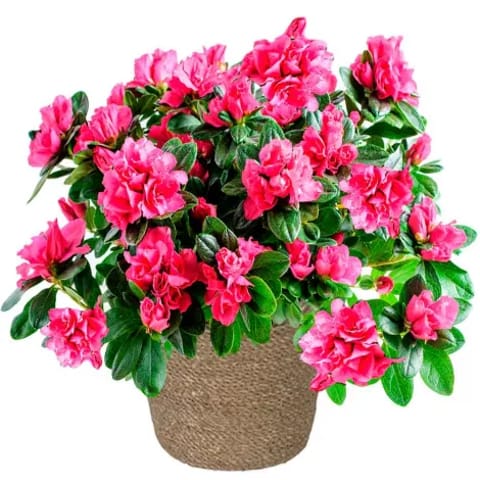 Envío de plantas de azalea a domicilio en Madrid capital.