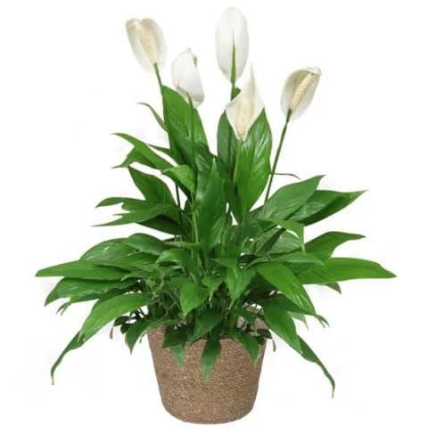 Envío de spathiphyllum a domicilio. Venta online.