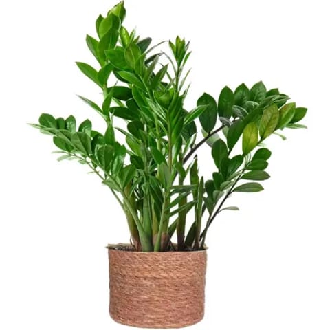 Zamioculca