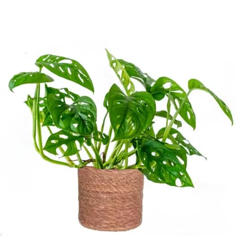 Monstera