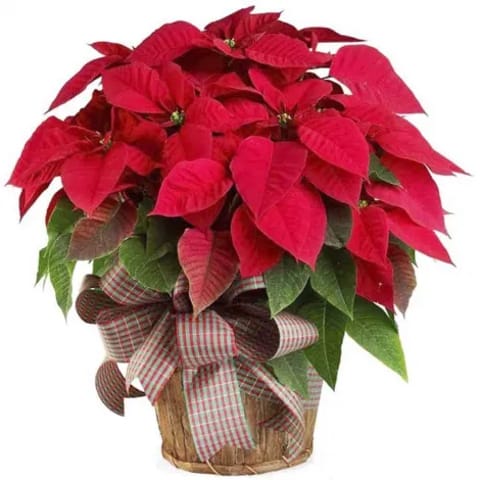 Flor de Pascua Princess Ice.