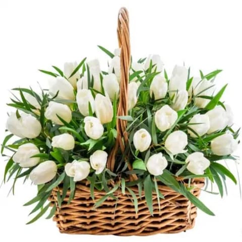 Comprar cesta de tulipanes blancos en Madrid