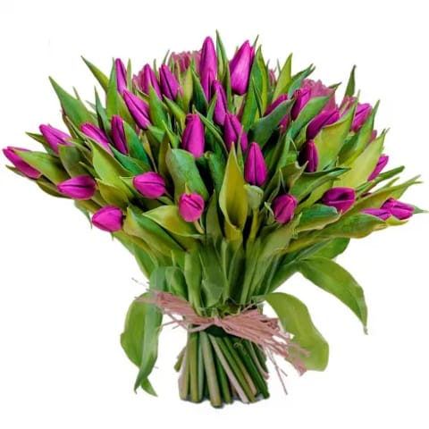 Envío de tulipanes morados a domicilio en Madrid capital.