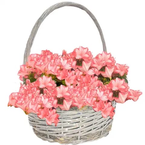 Venta y envío de cestas de azaleas a domicilio en Madrid.