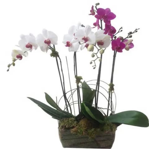 Venta de orquídeas en Madrid.