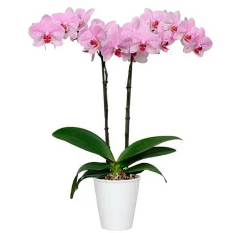 Orquídea phalaenopsis morada a domicilio en Madrid