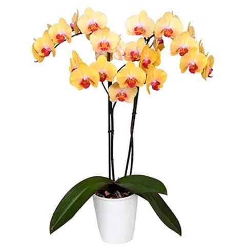 Orquídea phalaenopsis amarilla a domicilio en Madrid