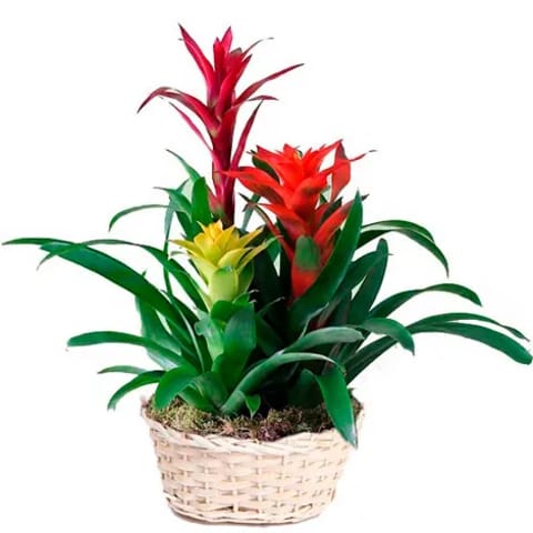 Comprar bromelias y guzmanias en Madrid