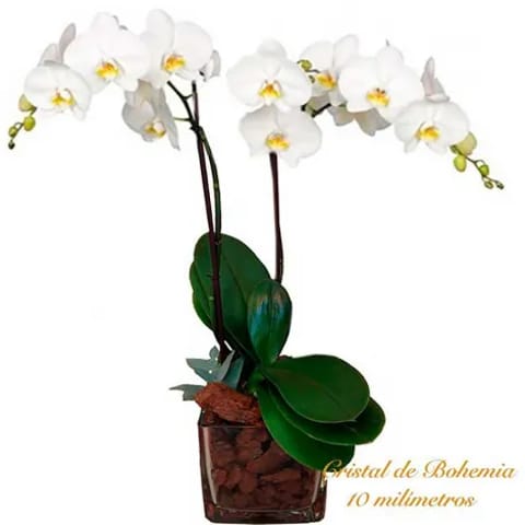 Orquídea phalaenopsis blanca en macetero de cristal cuadrado. Madrid