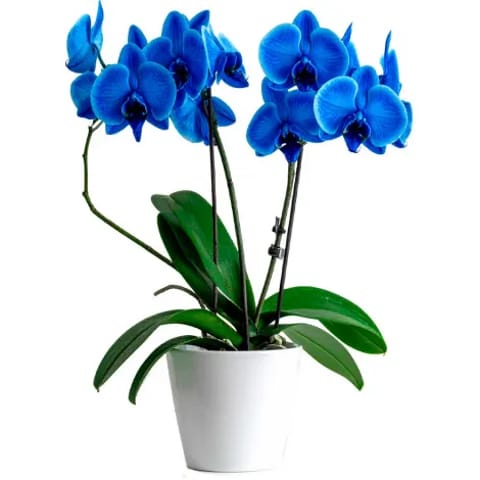 Orquídea azul phalaenopsis de dos varas de flor