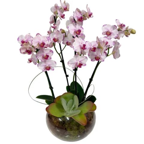Centro de orquídeas a domicilio en Madrid