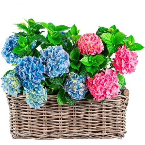Cesta de Hortensias