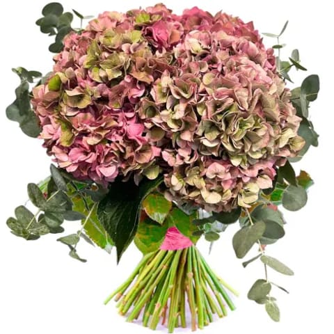 Hortensia rosa a domicilio en Madrid
