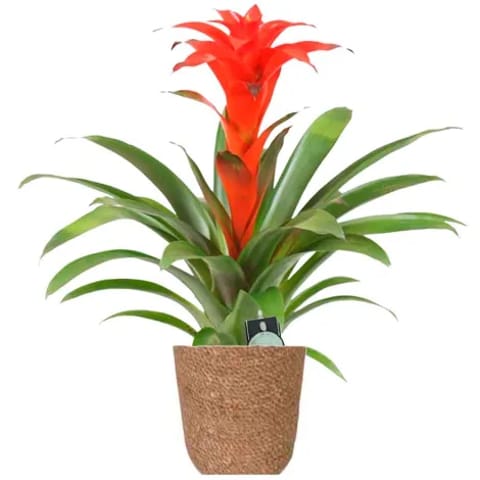 Bromelias y guzmanias a domicilio en Madrid.