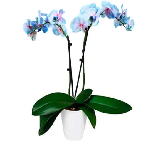 Orquídeas azules a domicilio en Madrid