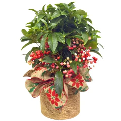 Ardisia crenata a domicilio en Madrid