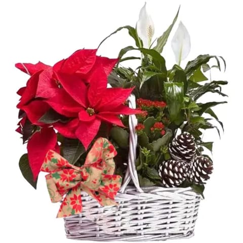 Cesta de mimbre blanco con centro de plantas variadas y motivos decorativos navideños. Envíos a domicilio.