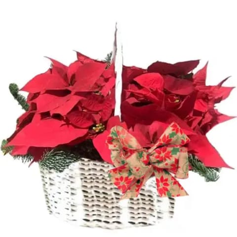 Venta y envío de poinsettias a domicilio en Madrid