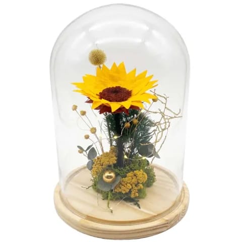Girasol preservado en cúpula de cristal