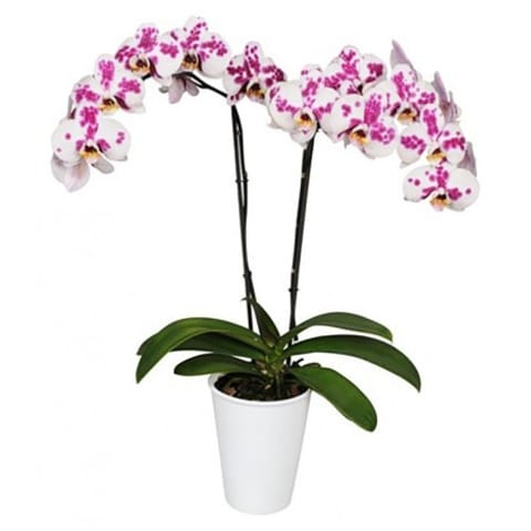 Orquídea phalaenopsis Moteada