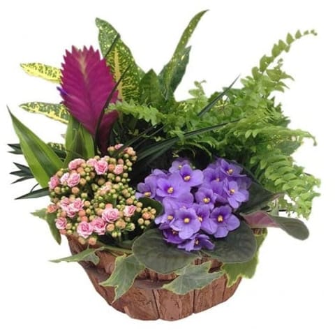 Centro con plantas variadas para enviar a domicilio en Madrid