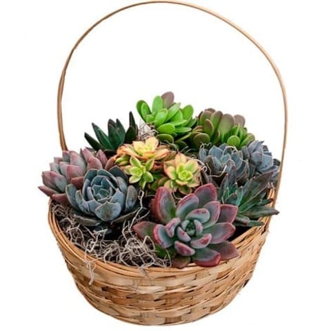 Cesta de plantas crasuláceas a domicilio en Madrid.