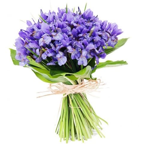 Ramo de Iris azul.