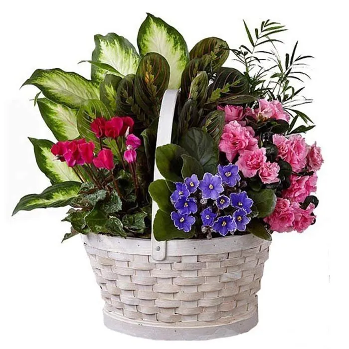 Cestas de plantas