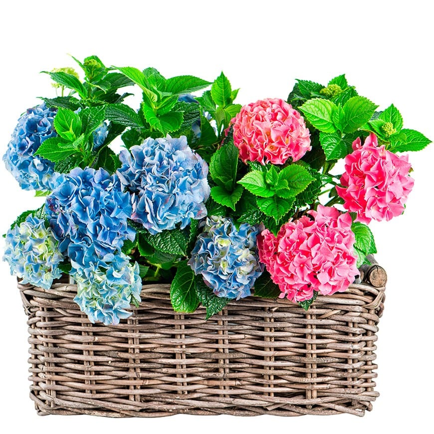 Plantas